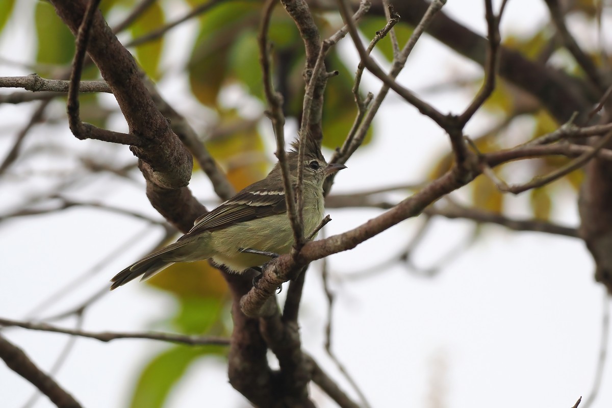 Plain-crested Elaenia - ML645587126