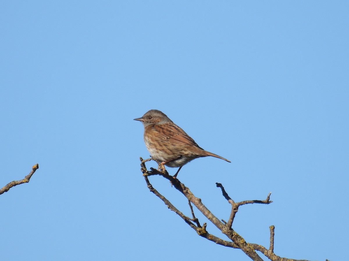 Dunnock - ML645587127