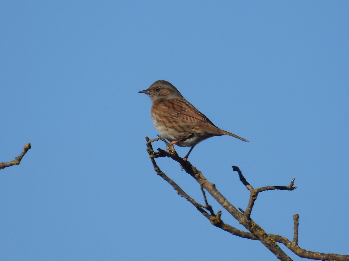 Dunnock - ML645587128