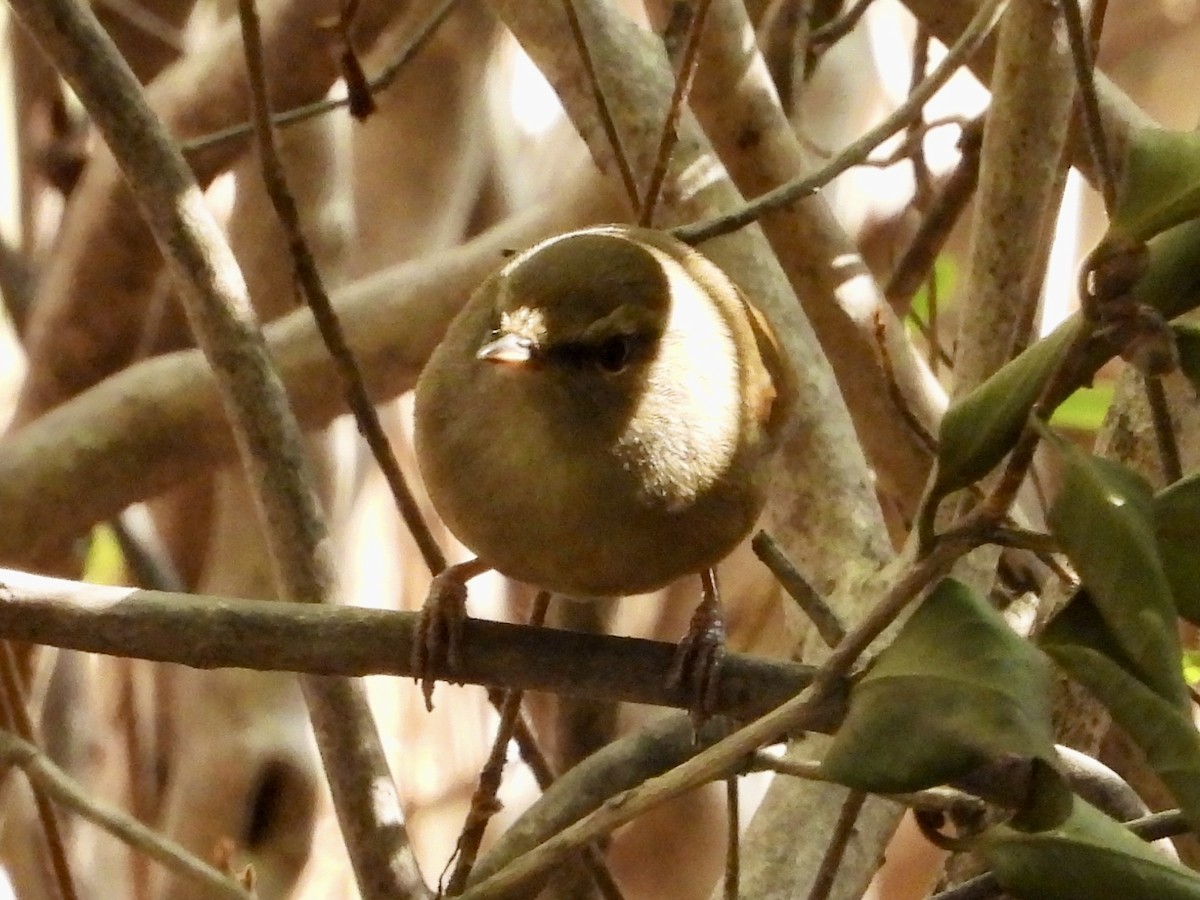 Brownish-flanked Bush Warbler - ML645587129