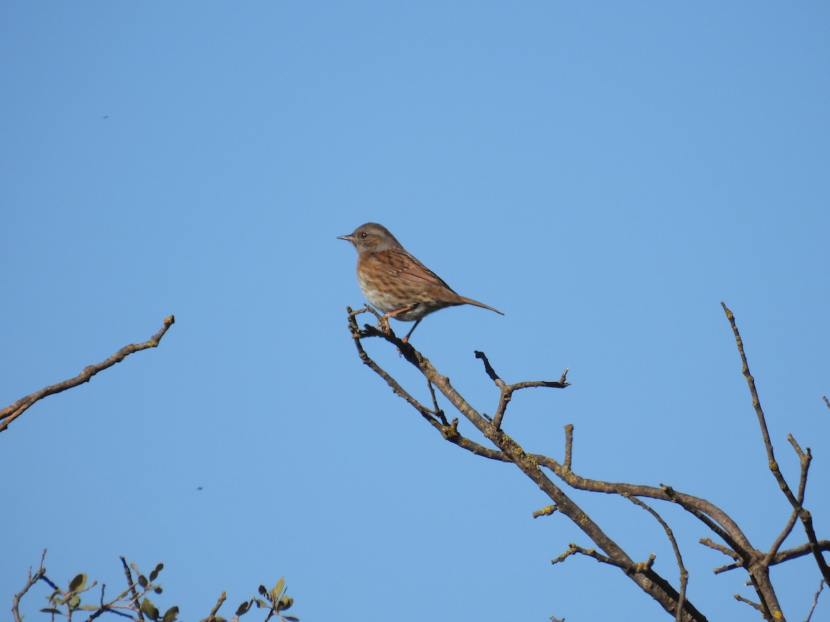 Dunnock - ML645587130