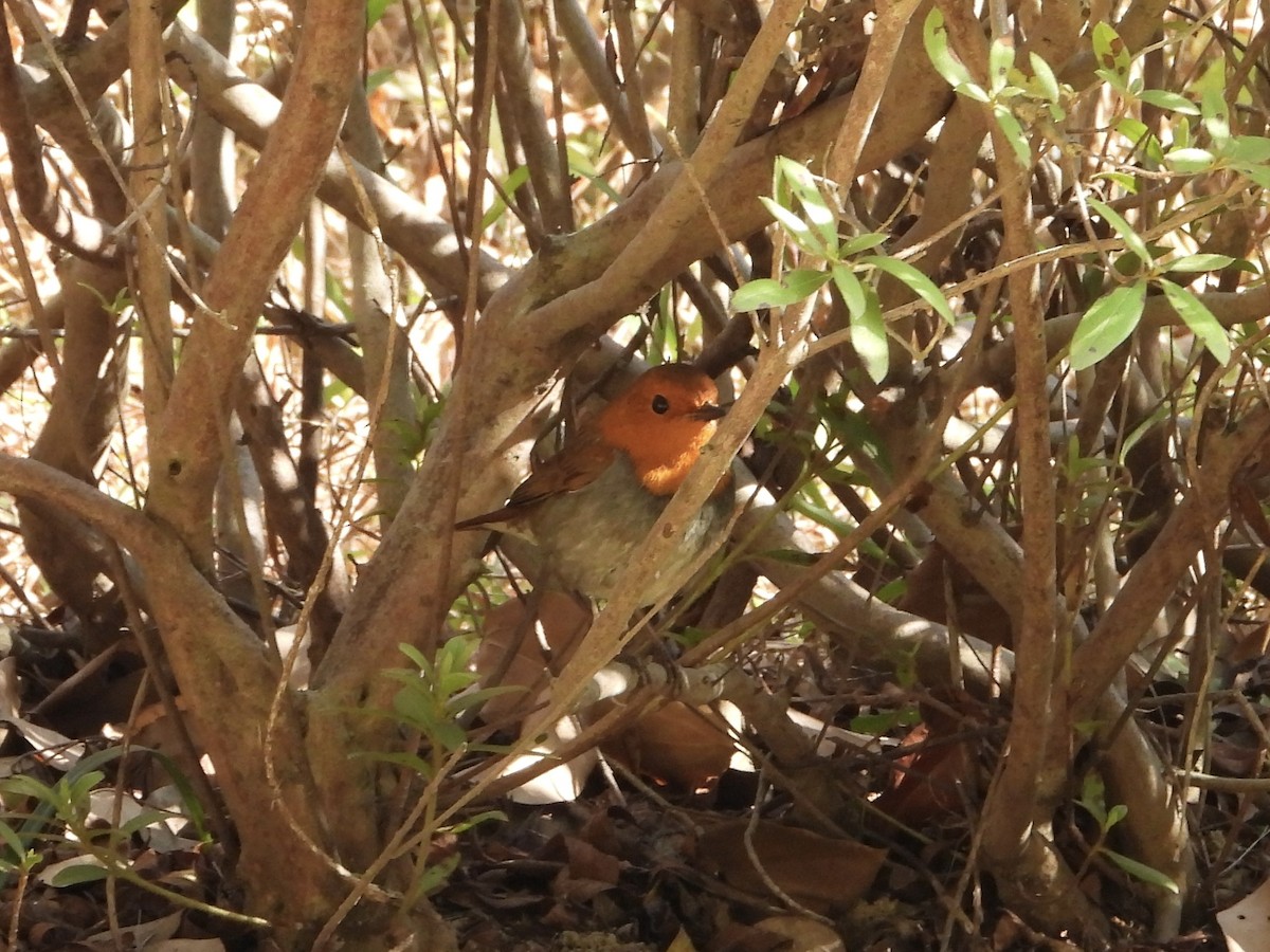 Japanese Robin - ML645587132