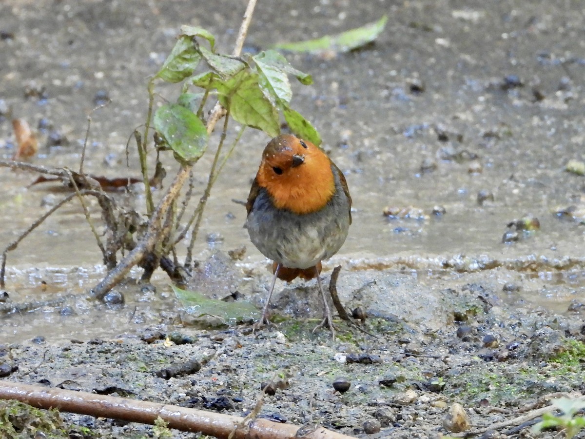Japanese Robin - ML645587133