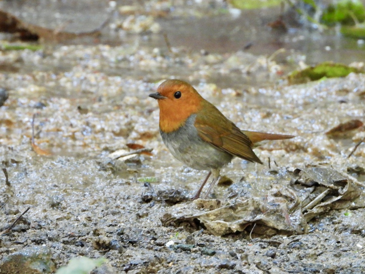 Japanese Robin - ML645587134