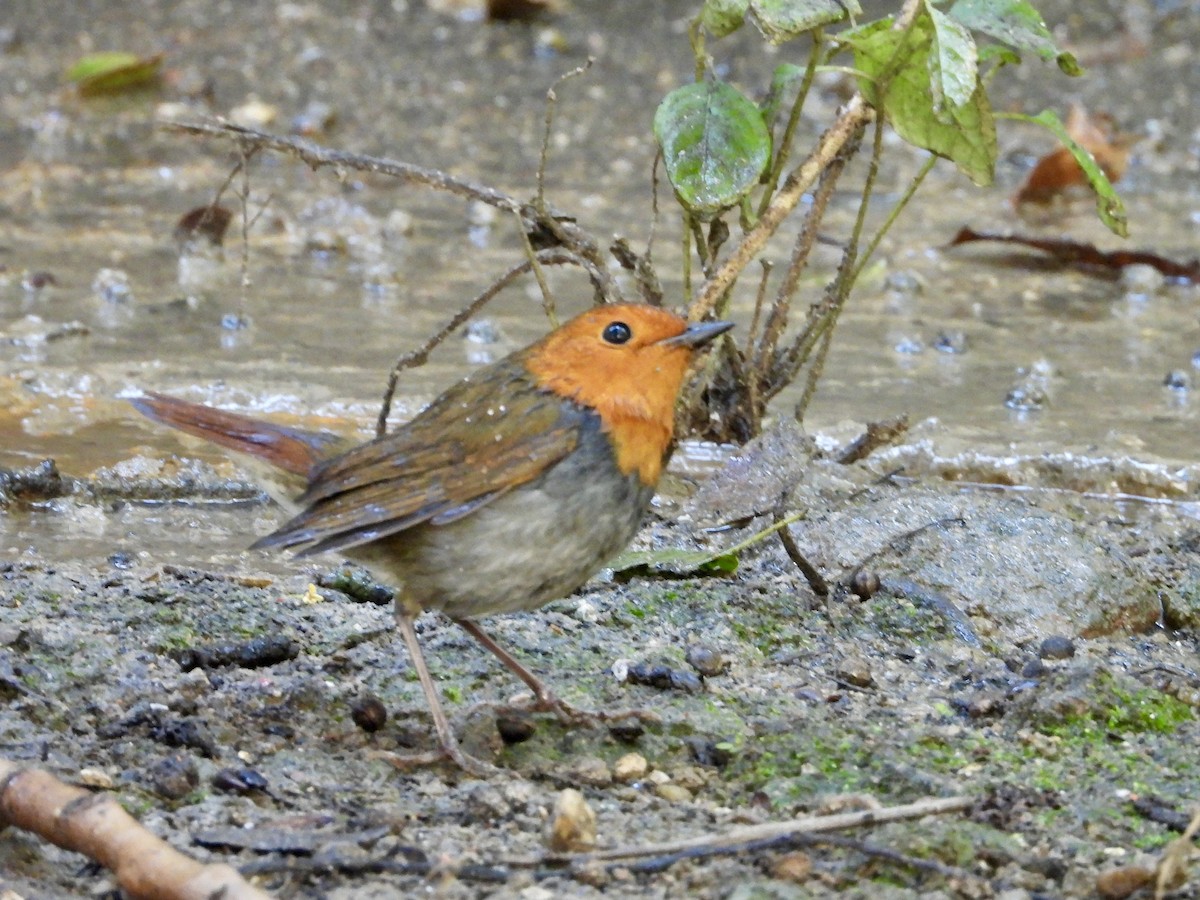 Japanese Robin - ML645587135