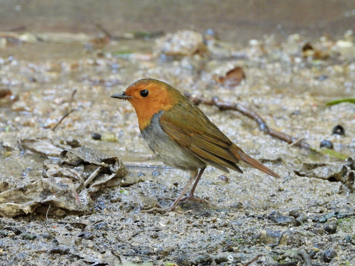 Japanese Robin - ML645587136