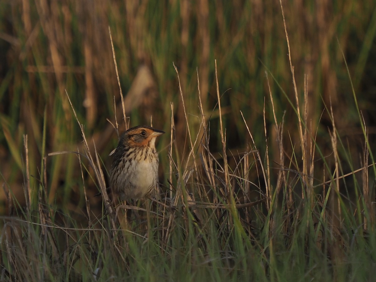Saltmarsh Sparrow - ML645587138