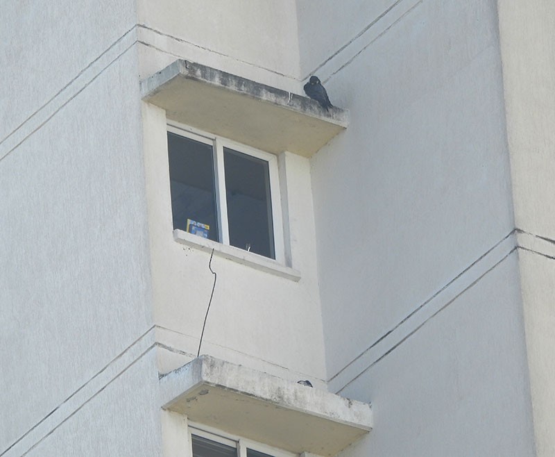 Peregrine Falcon - ML645587141