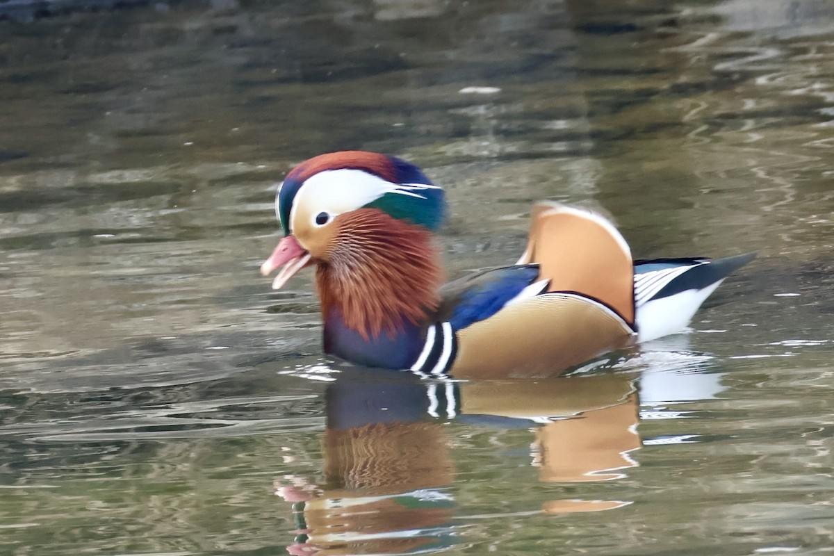 Mandarin Duck - ML645587143