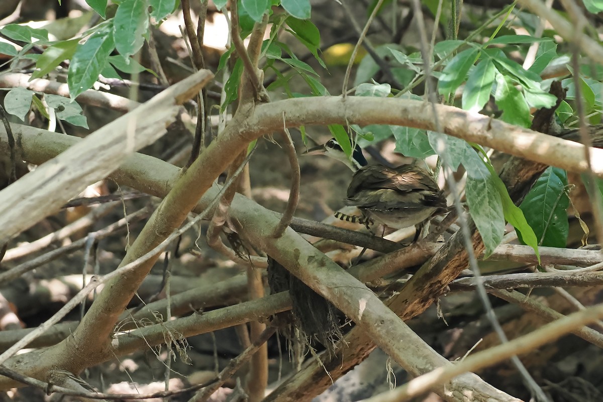 Sungrebe - ML645587144