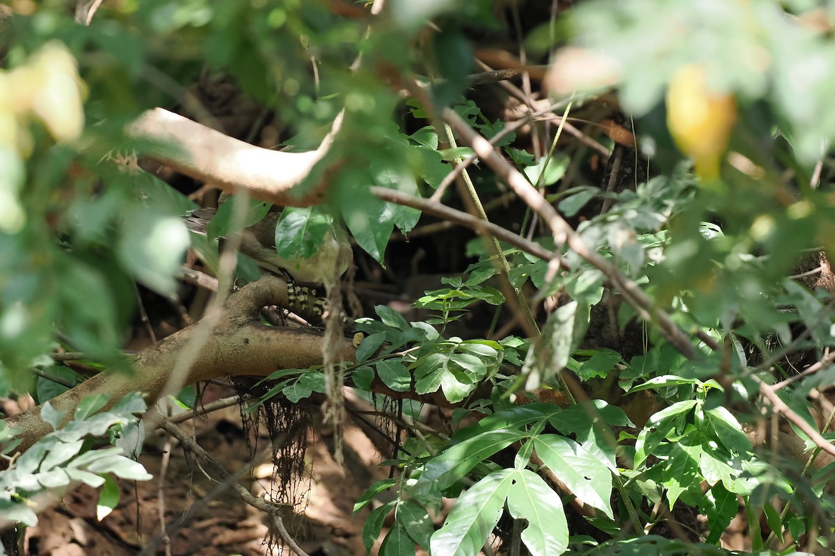 Sungrebe - ML645587145