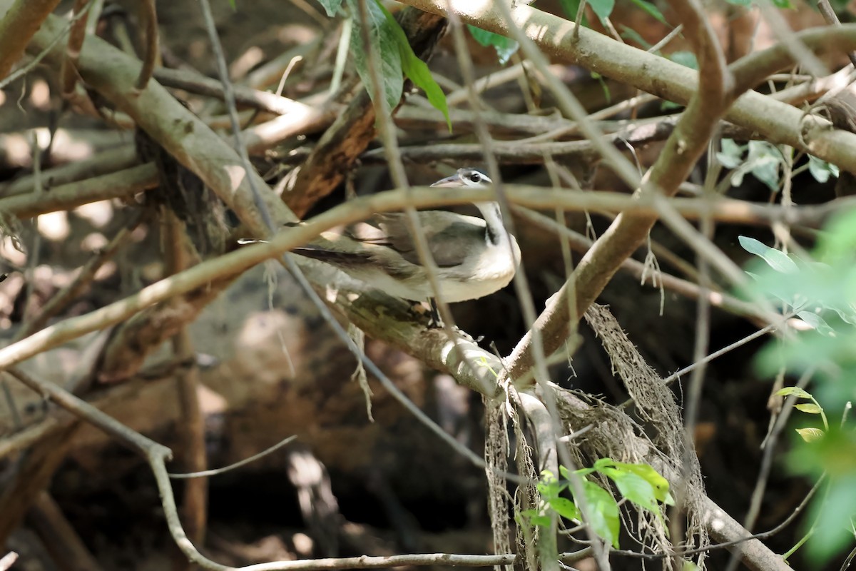 Sungrebe - ML645587146