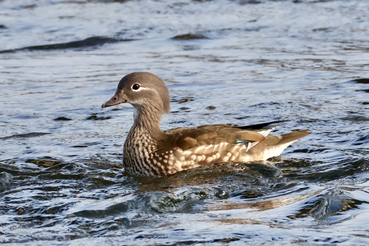Mandarin Duck - ML645587147
