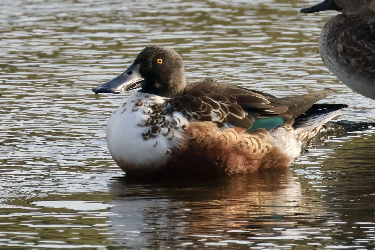 Northern Shoveler - ML645587149