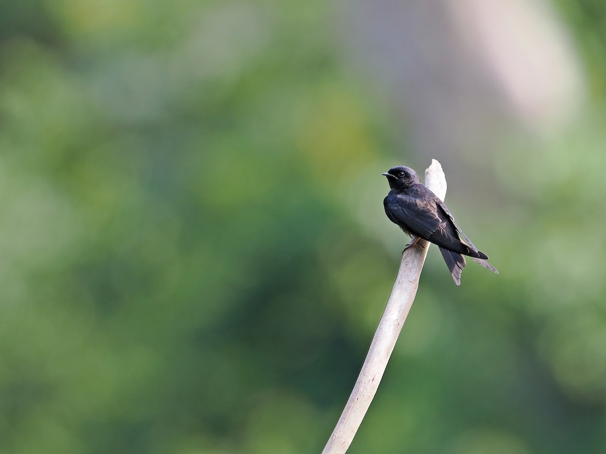 White-banded Swallow - ML645587156