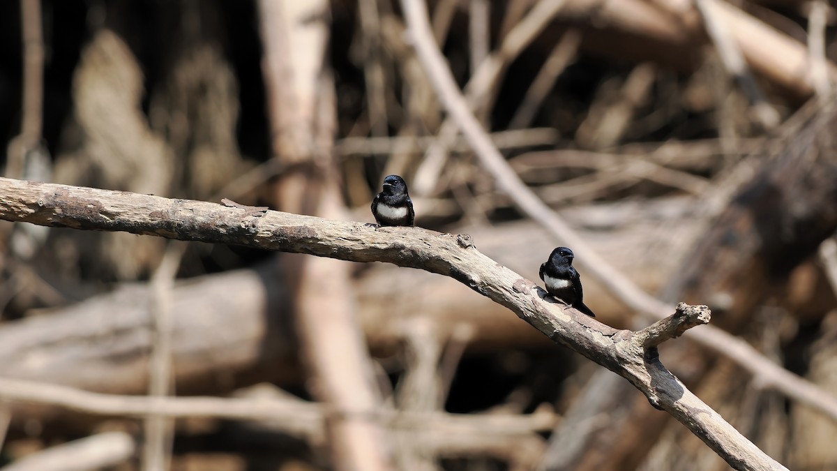 White-banded Swallow - ML645587157