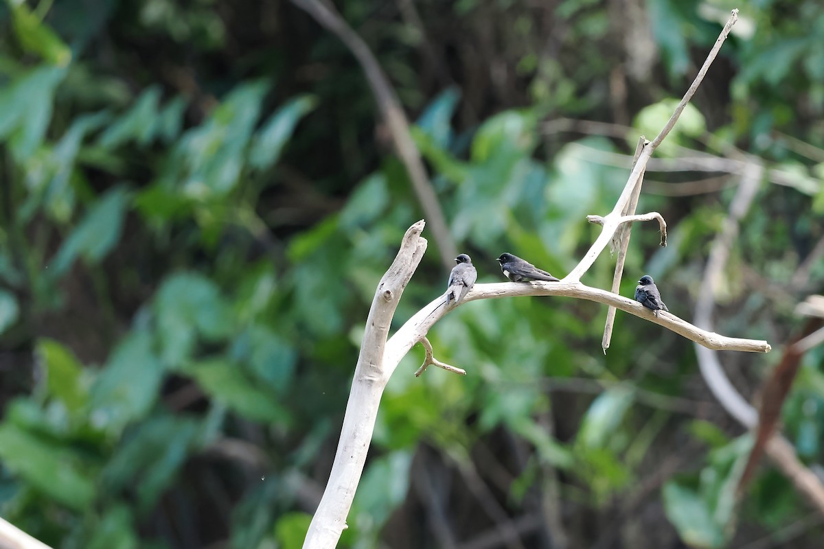 White-banded Swallow - ML645587158