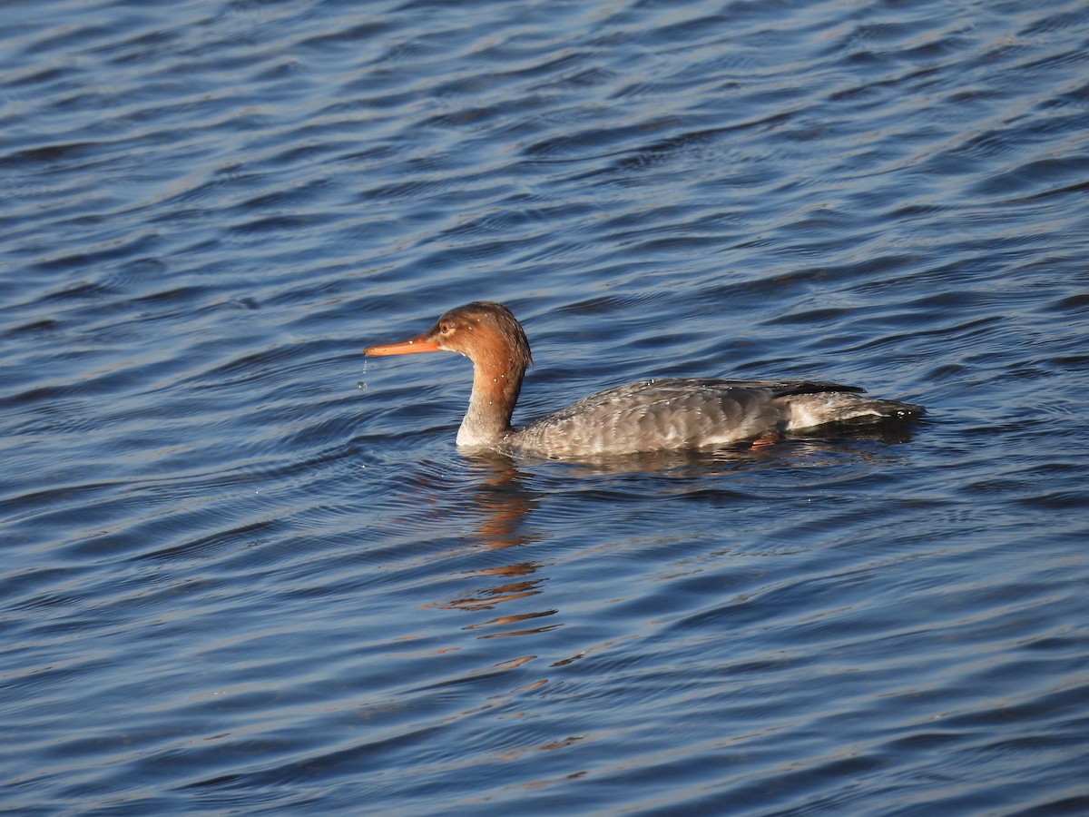 Serreta Mediana - ML645587165