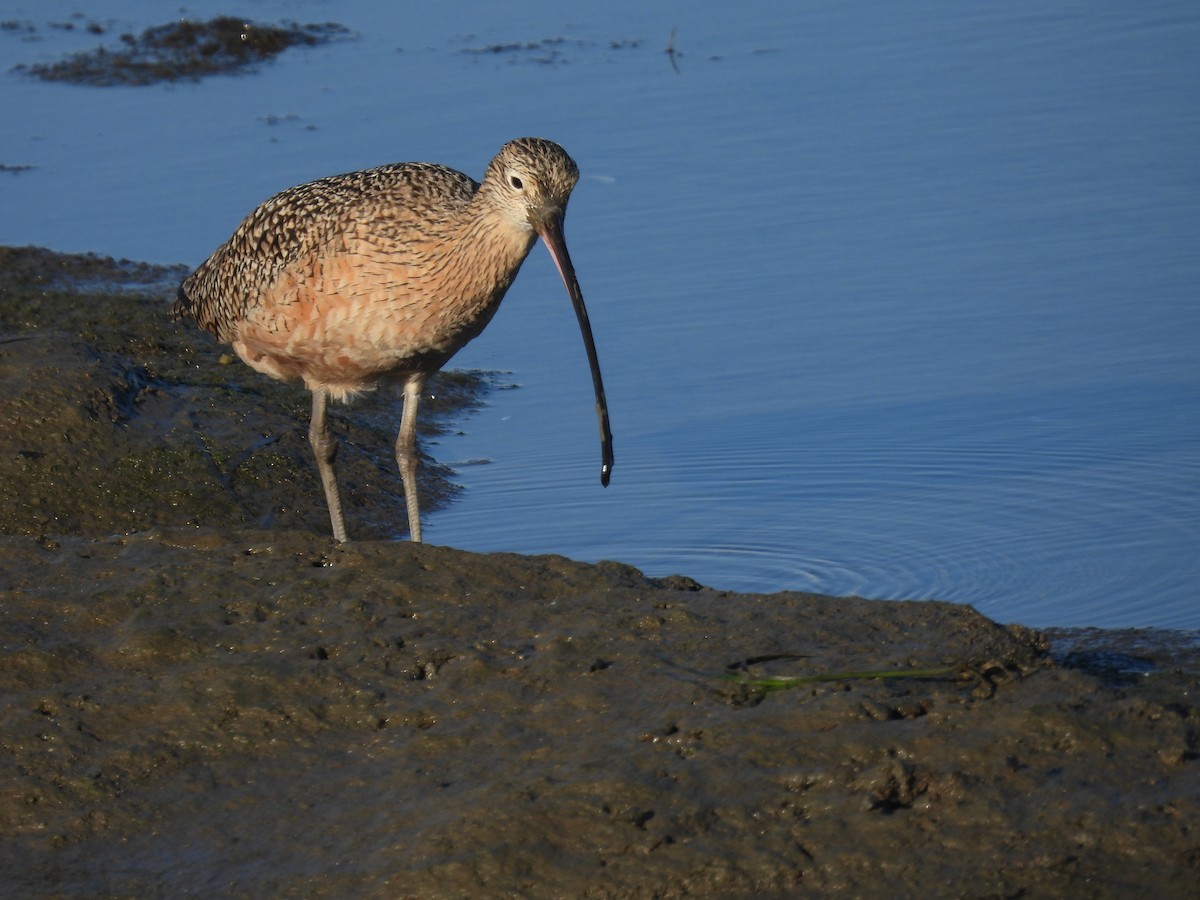 Ánade Rabudo - ML645587166