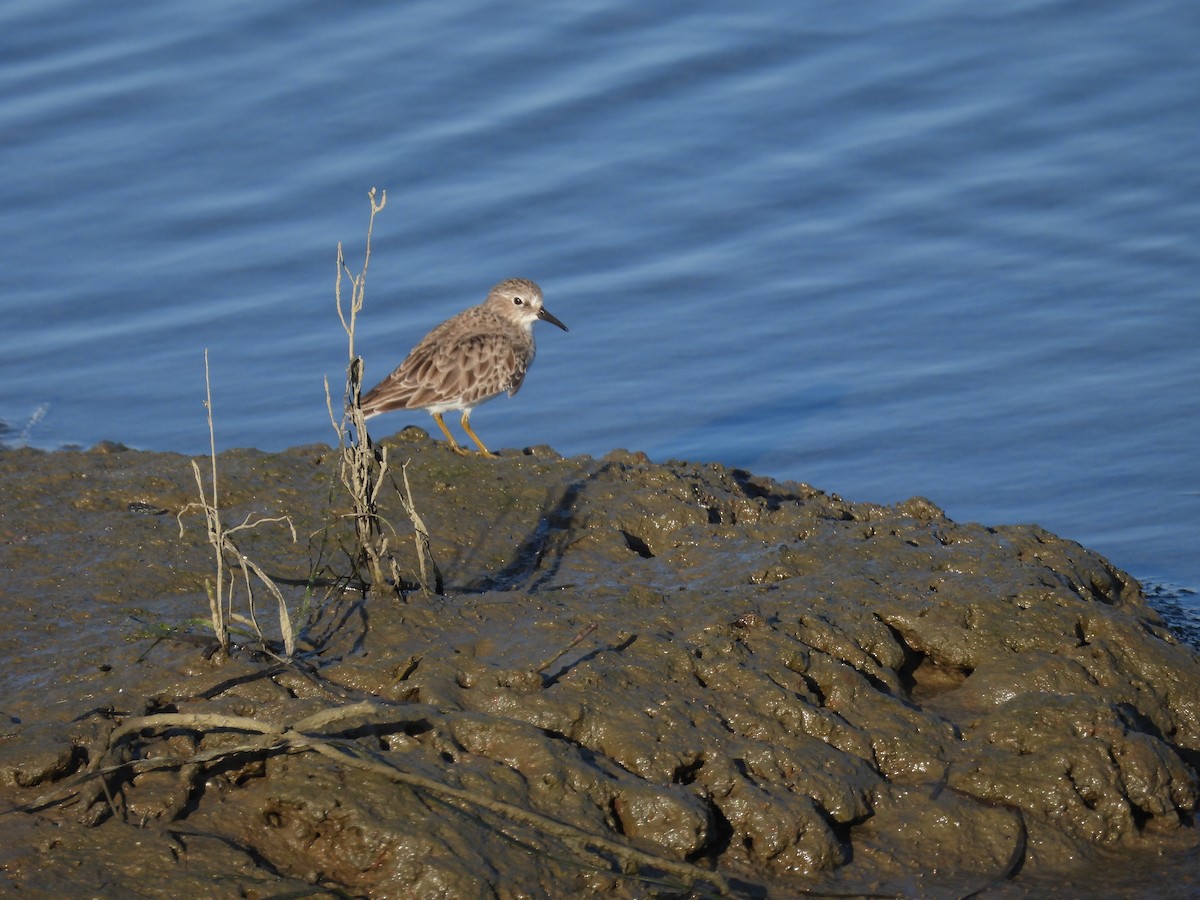 Ánade Rabudo - ML645587167