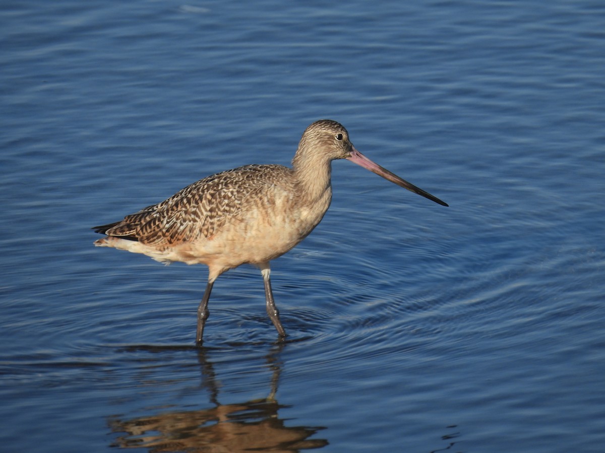 Aguja Canela - ML645587168