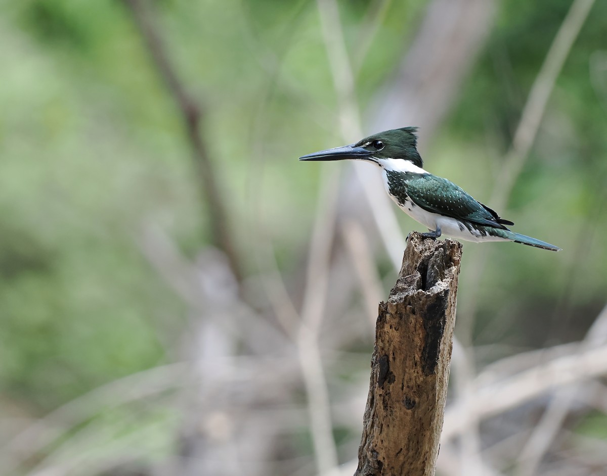 Martín Pescador Amazónico - ML645587171