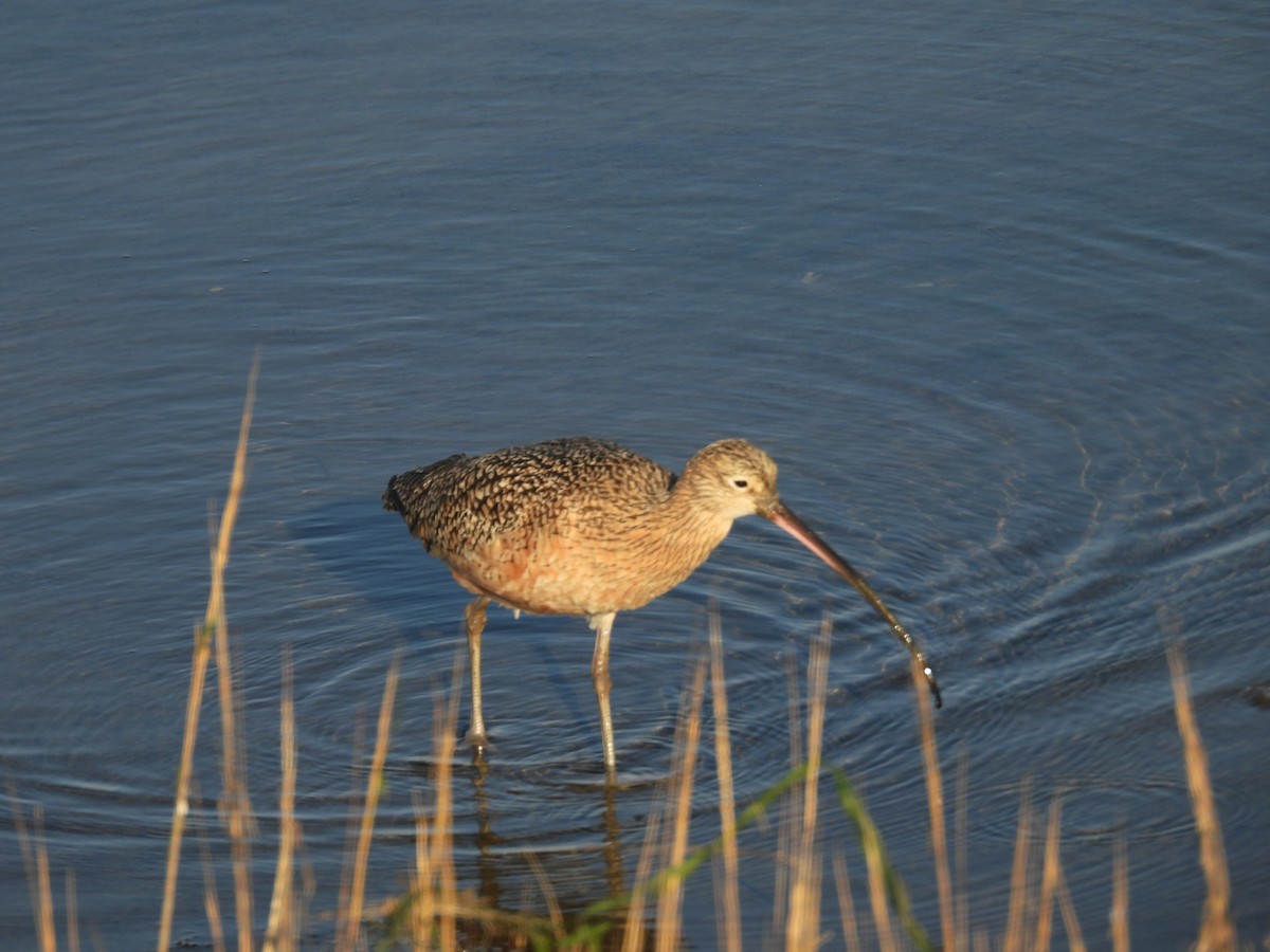 Ánade Rabudo - ML645587172