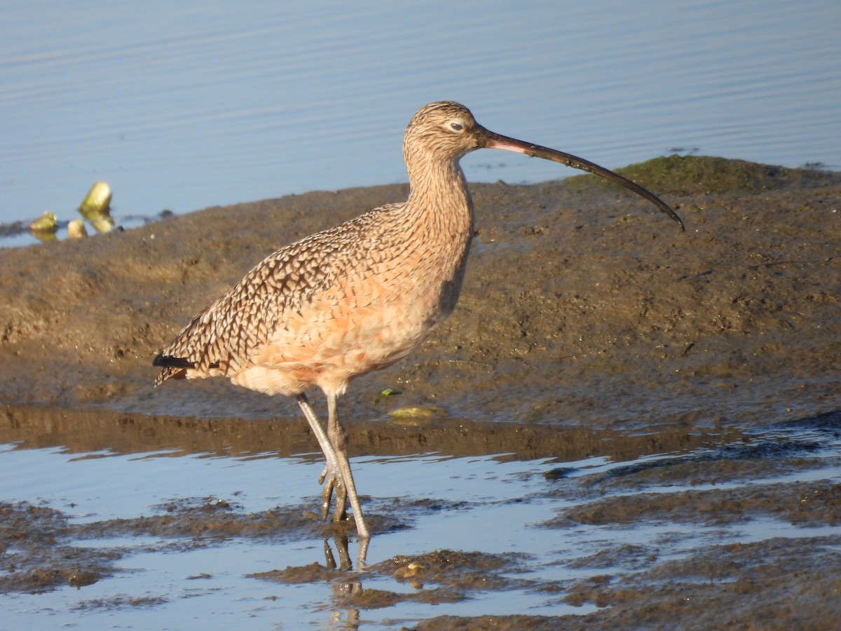 Ánade Rabudo - ML645587173