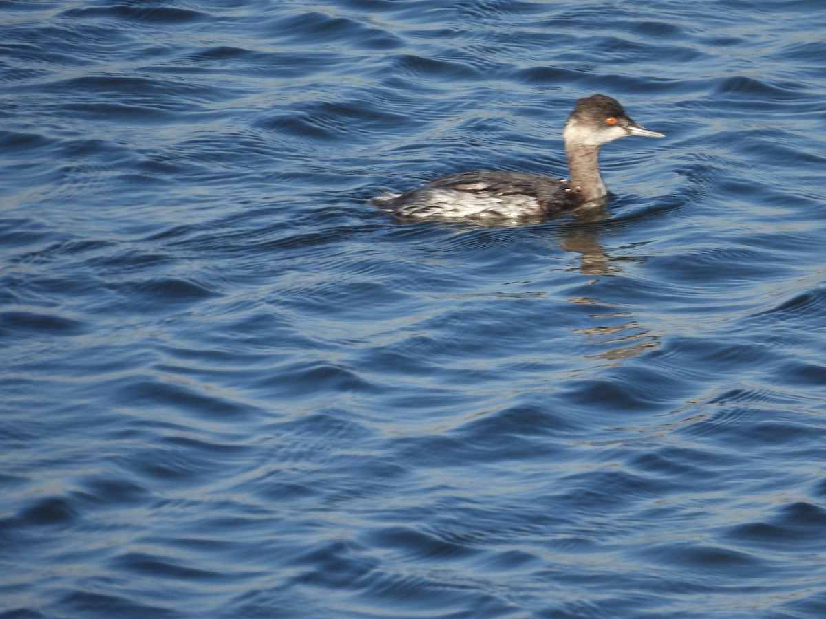 Zampullín Cuellinegro - ML645587175