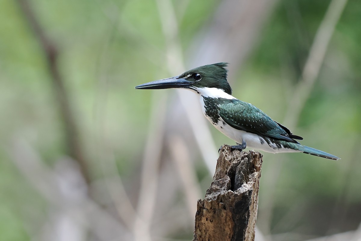 Amazon Kingfisher - ML645587177
