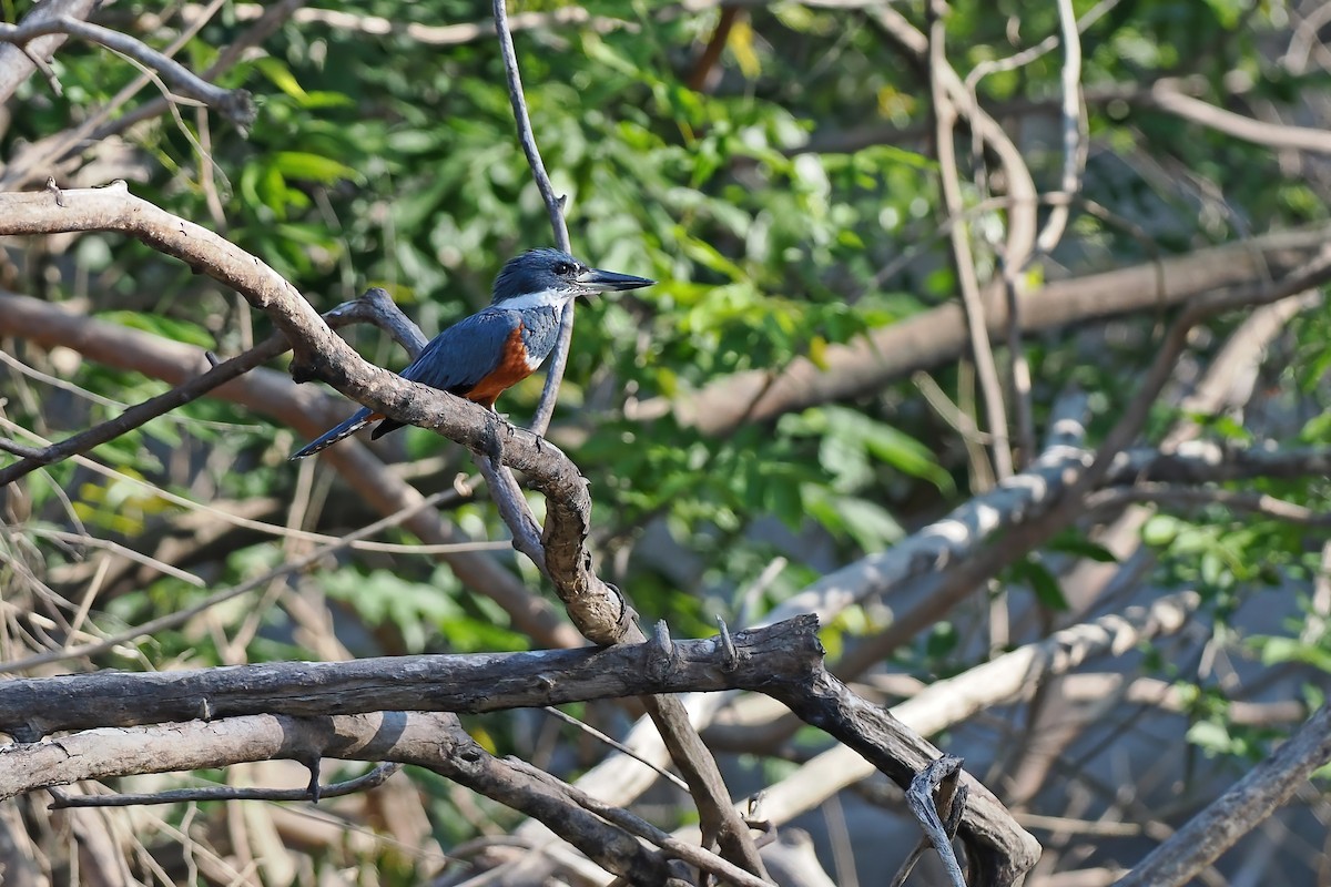 Martín Gigante Neotropical - ML645587181