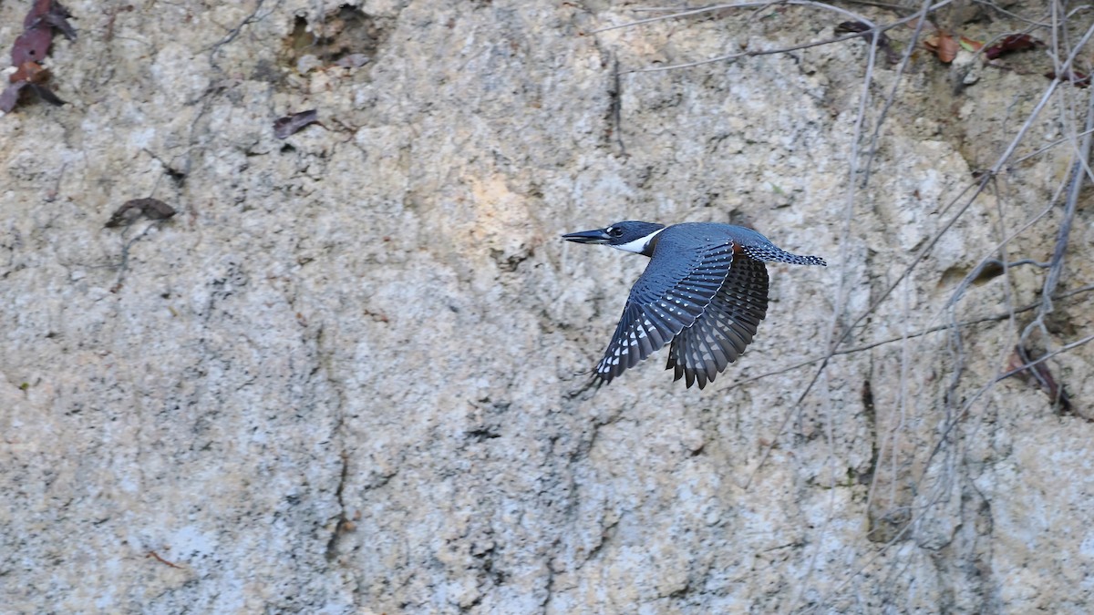 Martín Gigante Neotropical - ML645587183