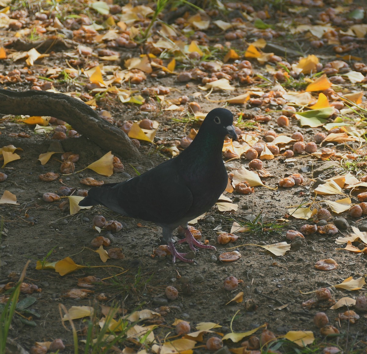 Paloma Bravía (variedad doméstica) - ML645587186