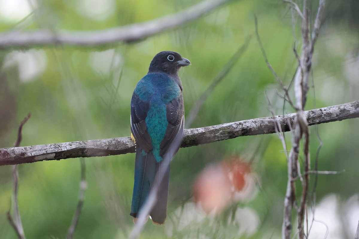 Trogón Dorsiverde - ML645587187