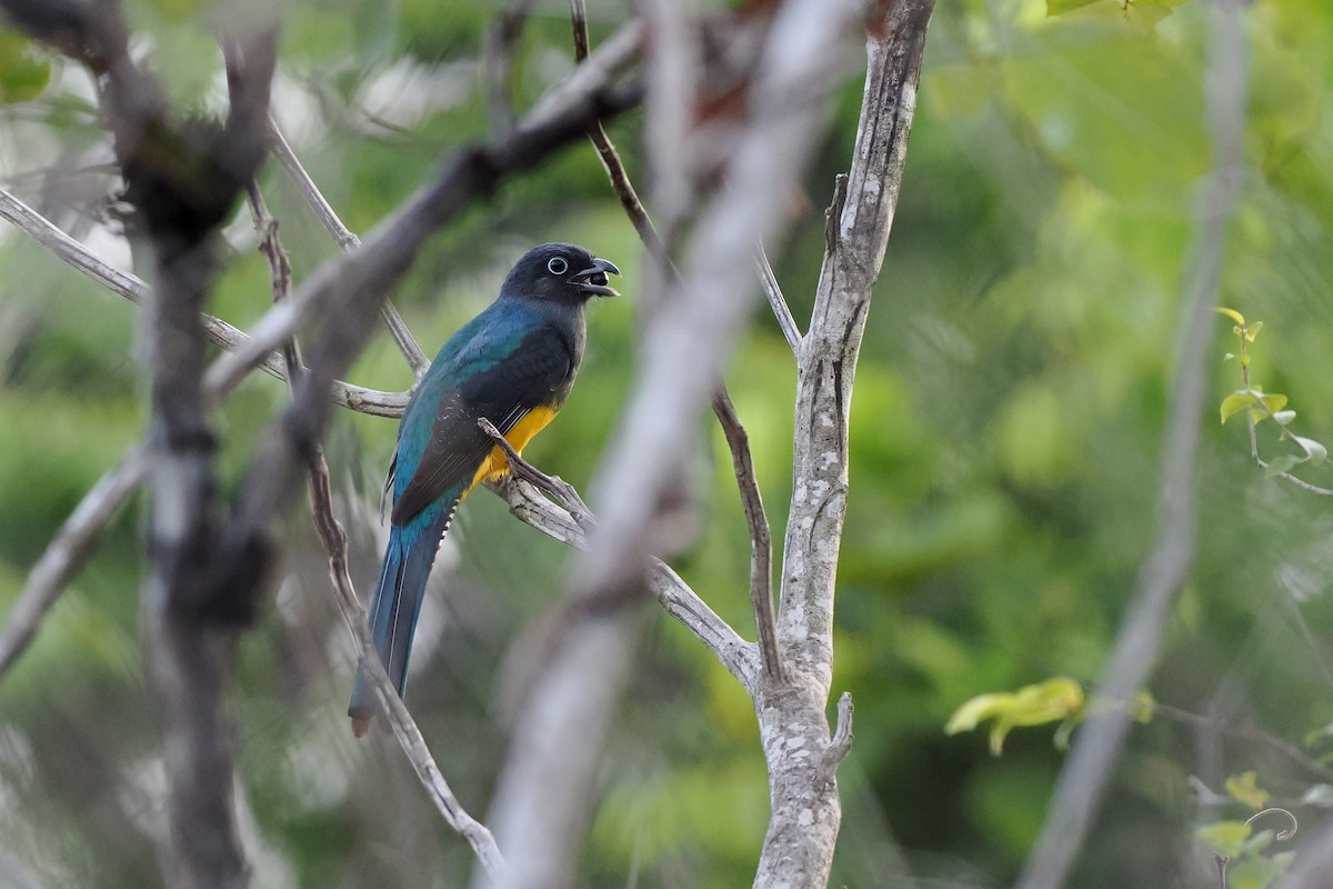 Trogón Dorsiverde - ML645587189