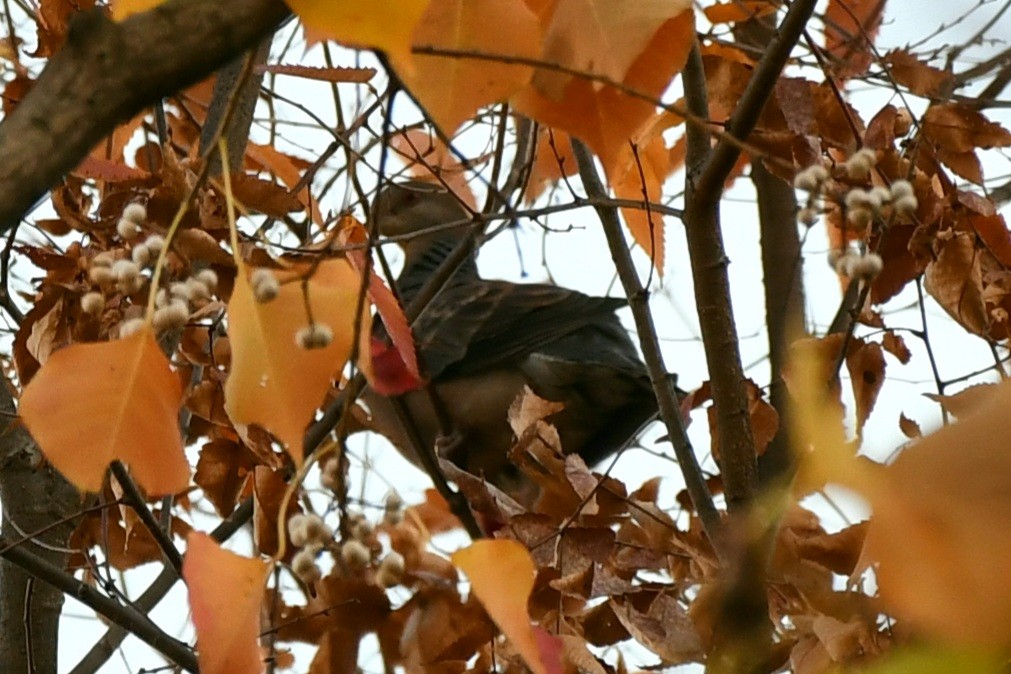 Tórtola Oriental - ML645587190