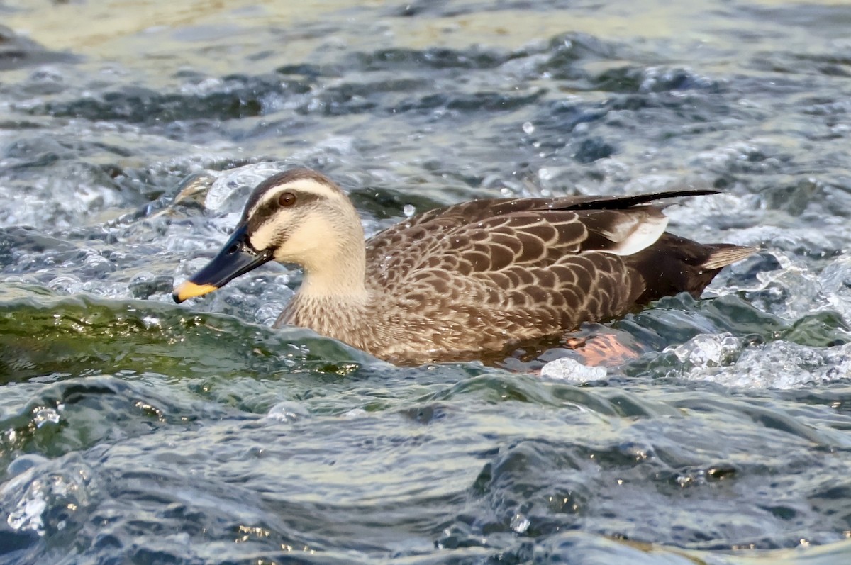 Ánade Picopinto Chino - ML645587191