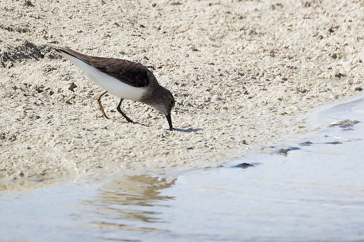 Correlimos de Temminck - ML645587192
