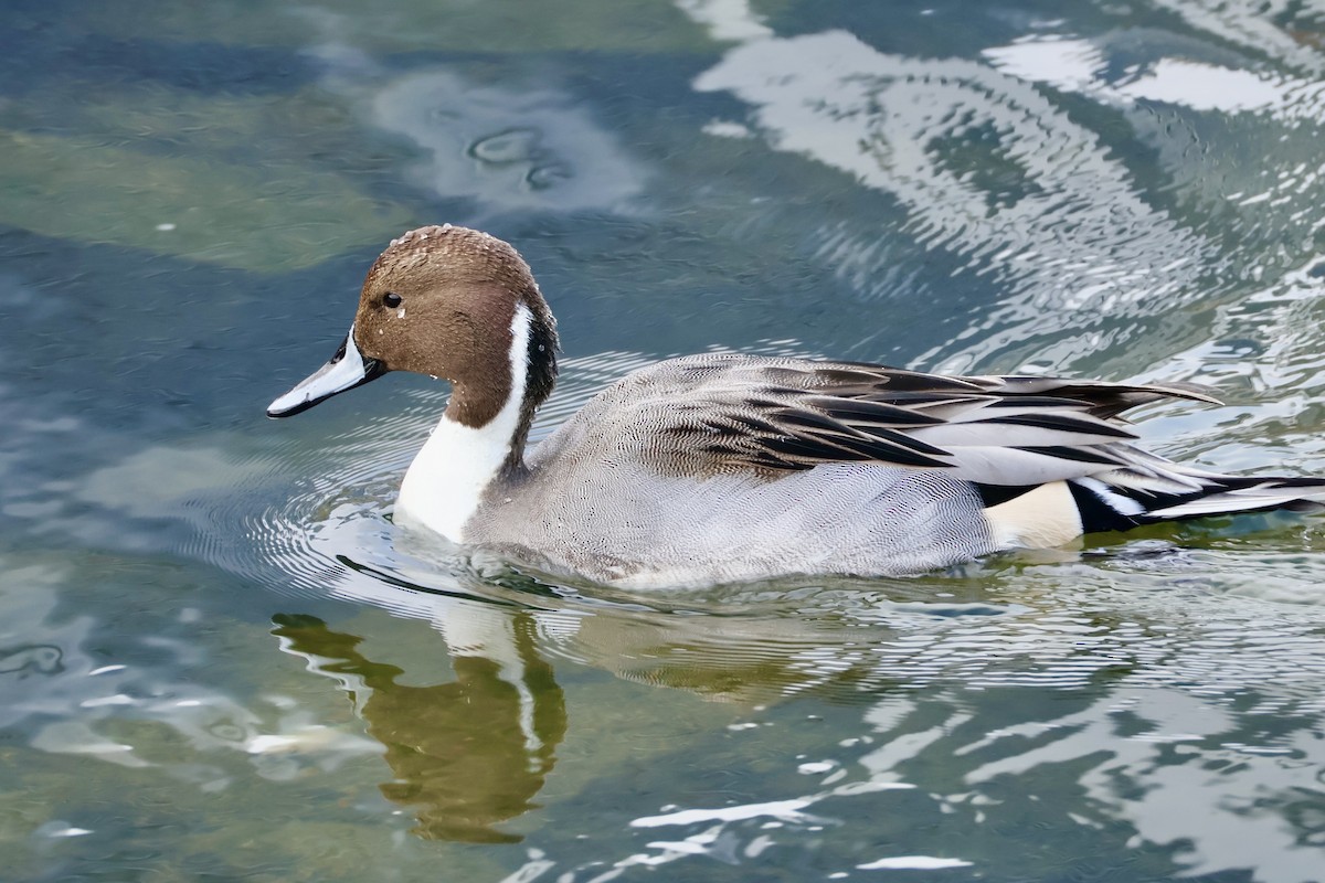 Ánade Rabudo - ML645587194