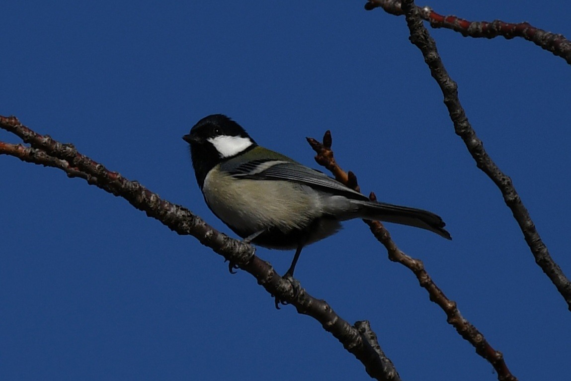 Carbonero Oriental - ML645587195