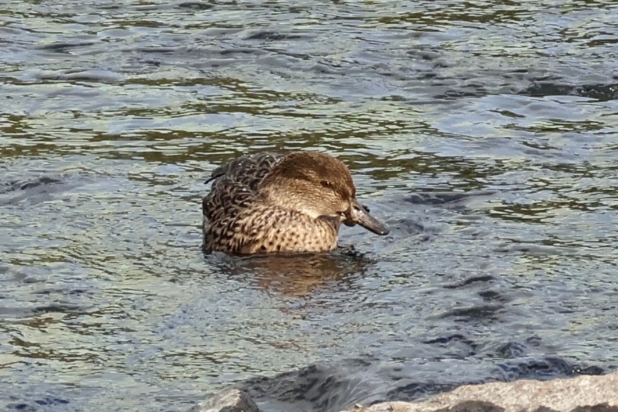 Cerceta Común - ML645587196