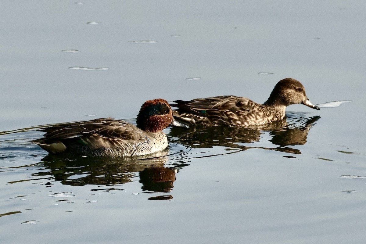 Cerceta Común - ML645587197