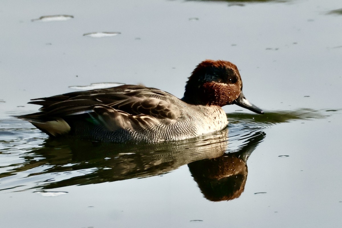 Cerceta Común - ML645587198