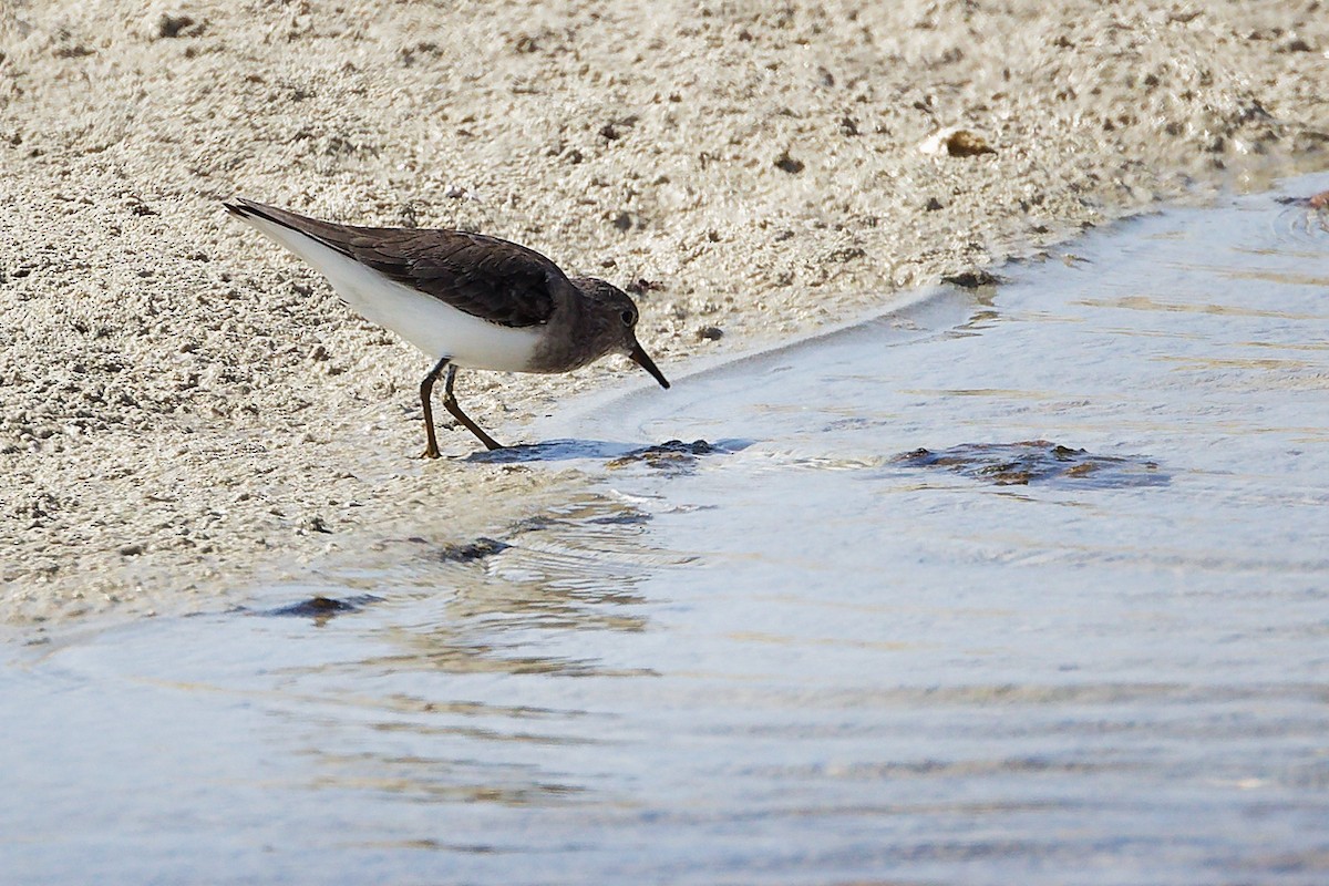 Correlimos de Temminck - ML645587199