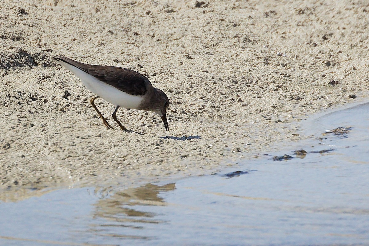 Correlimos de Temminck - ML645587200