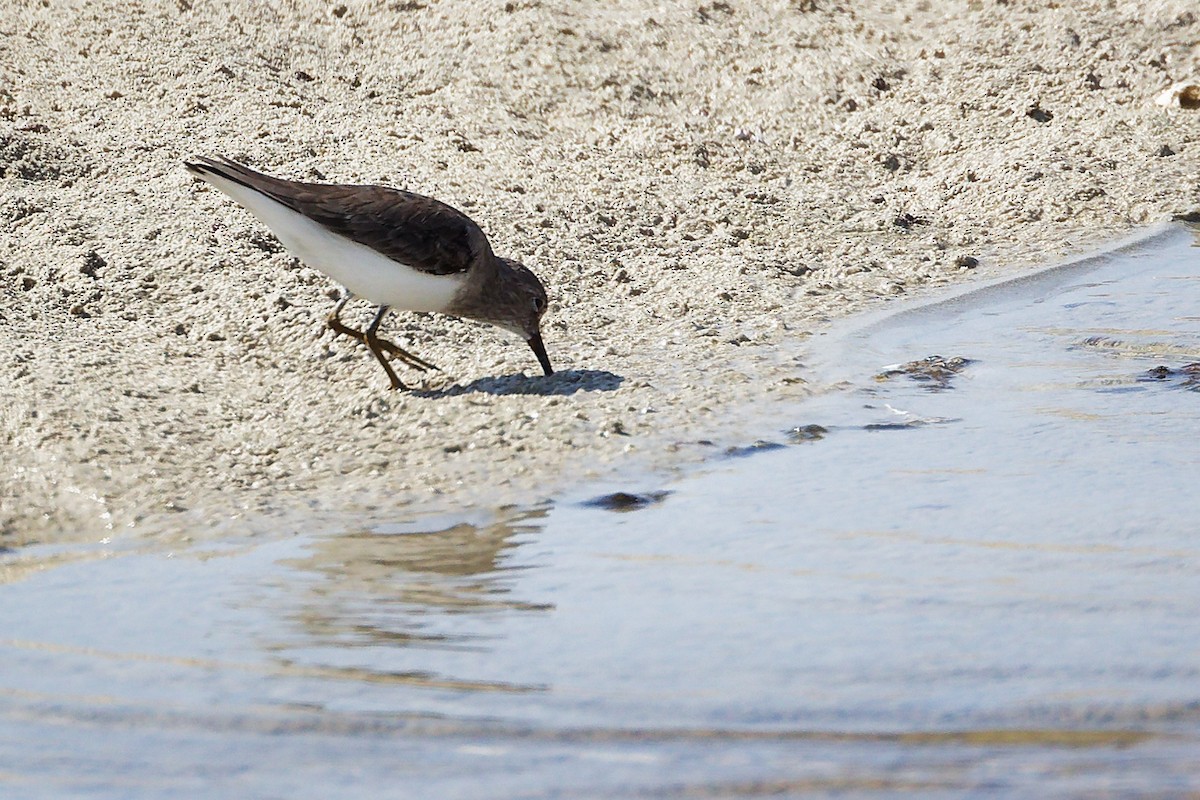 Correlimos de Temminck - ML645587201