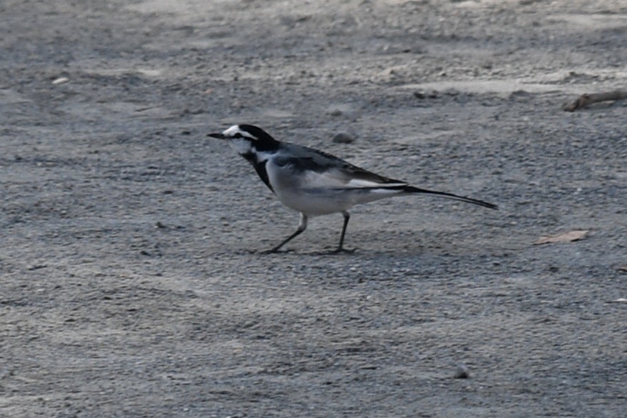 Lavandera Blanca - ML645587202