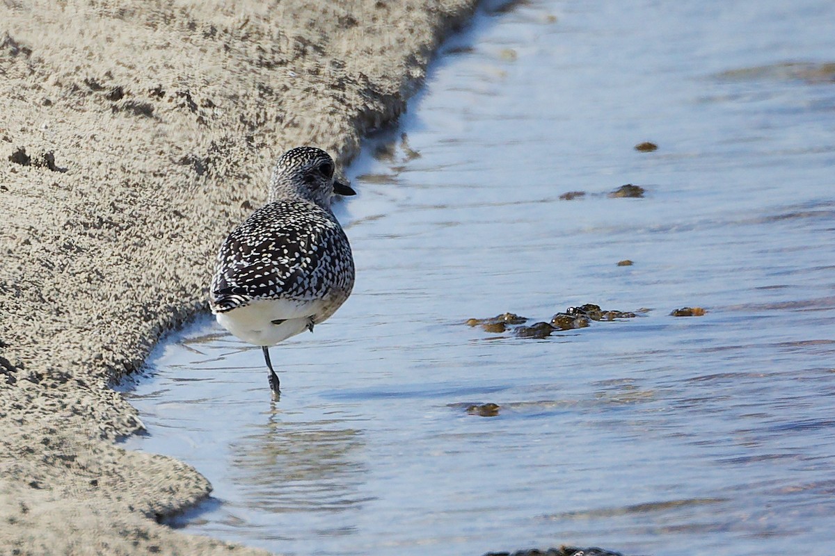 Chorlito Gris - ML645587203