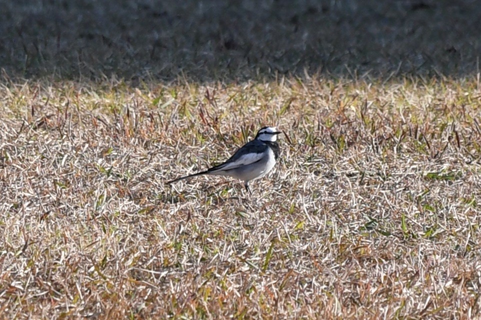 linerle - ML645587208