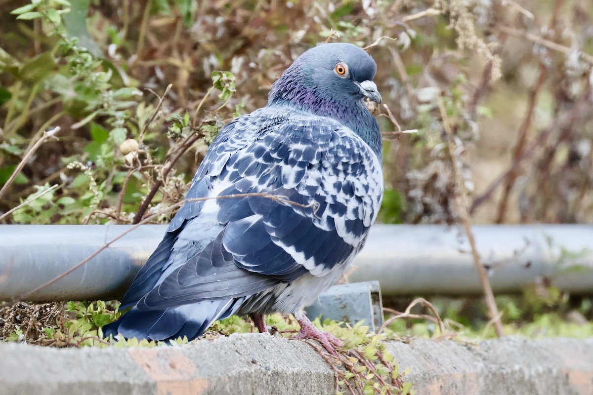 Haitz-usoa (etxekoa) - ML645587216